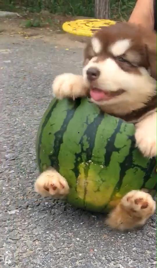 狗仔窝吃瓜网,揭秘娱乐圈幕后真相，带你领略明星生活点滴